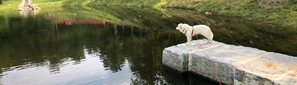 Die Bella wacht am großen Teich!
