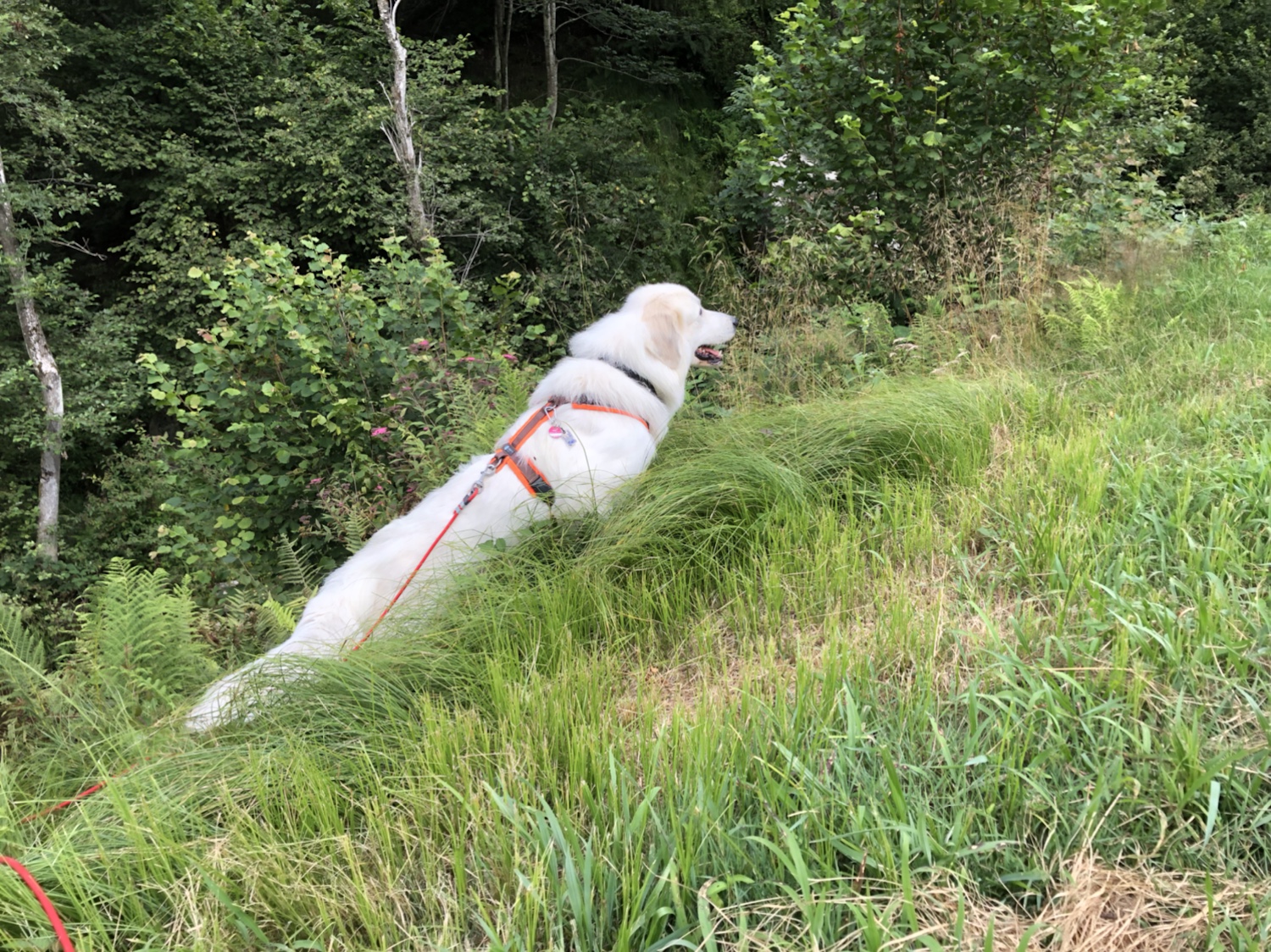 Und ich strolche durchs hohe Gras am Teich