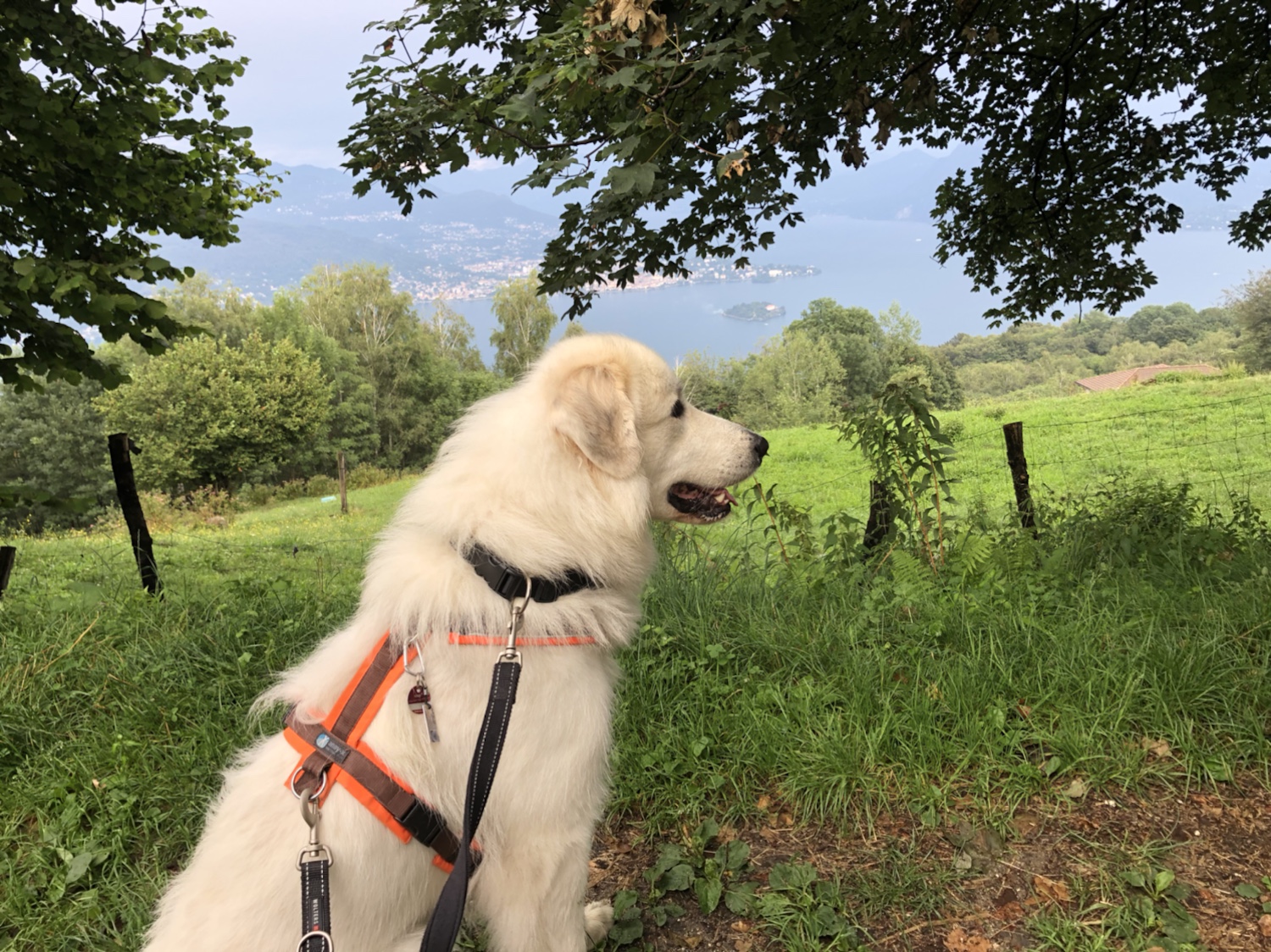 Die Bella guckt nochmal zum großen See