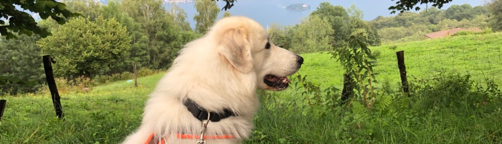 Die Bella guckt nochmal zum großen See