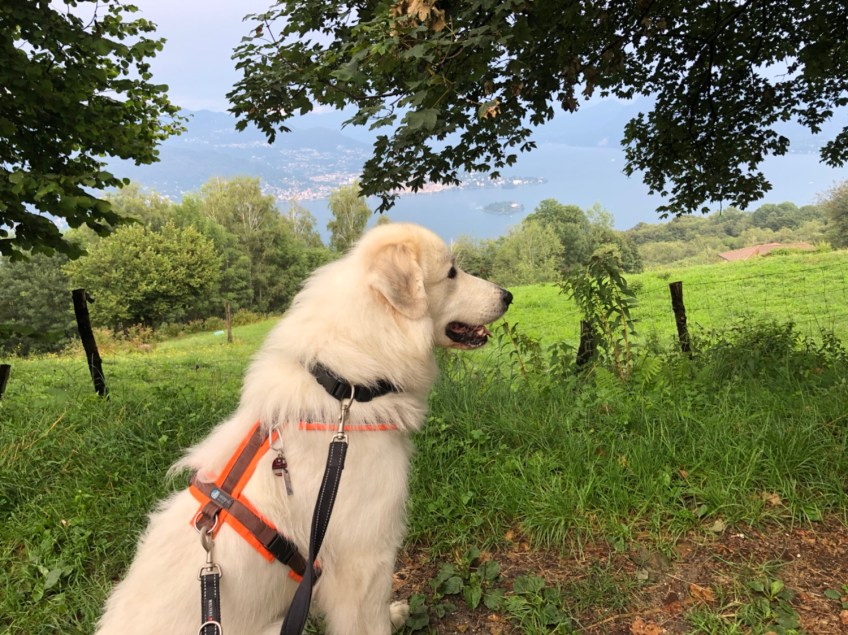 Die Bella guckt nochmal zum großen See