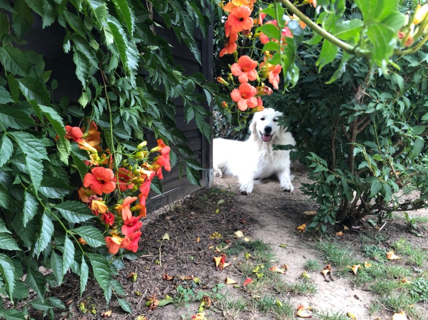 Mein Schattenplatz bei meiner Terrasse