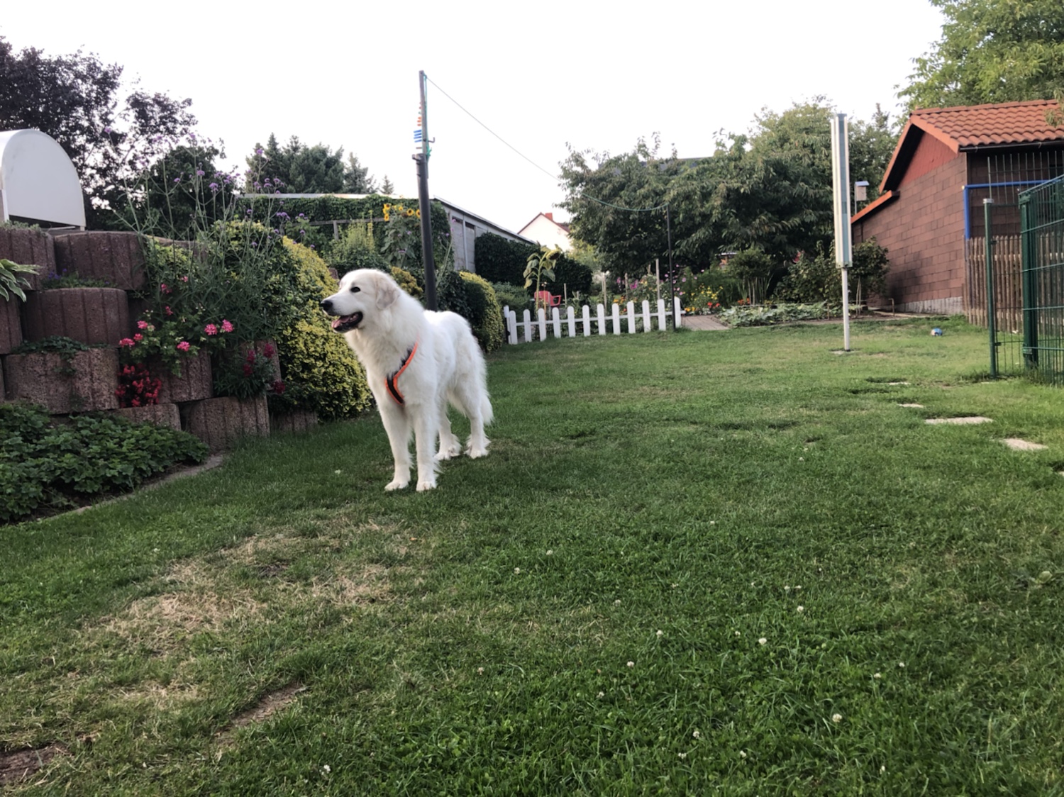 Nach der Hundeschule in meinem Garten