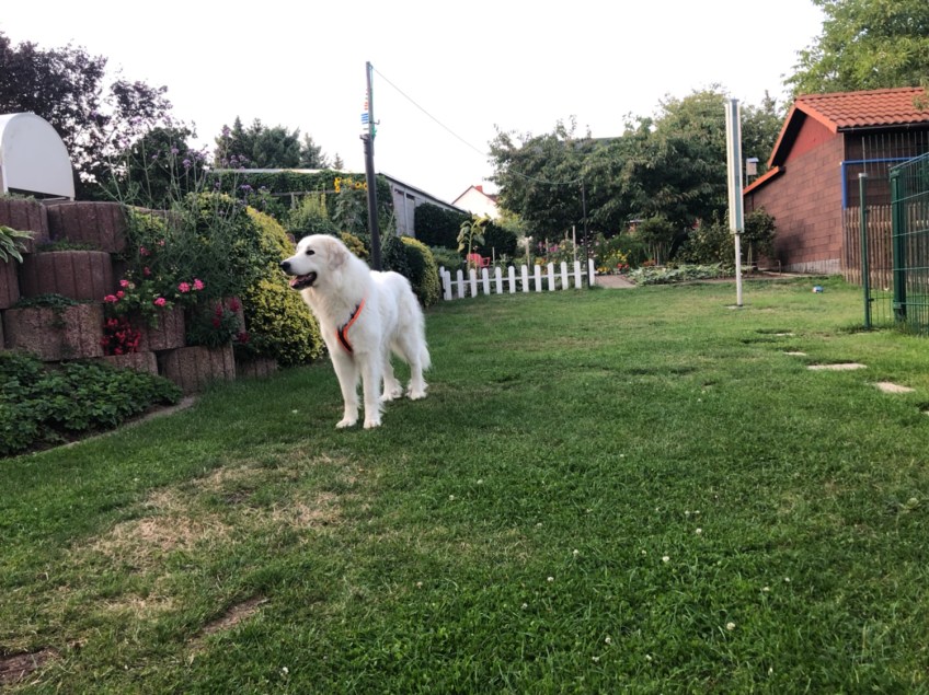 Nach der Hundeschule in meinem Garten