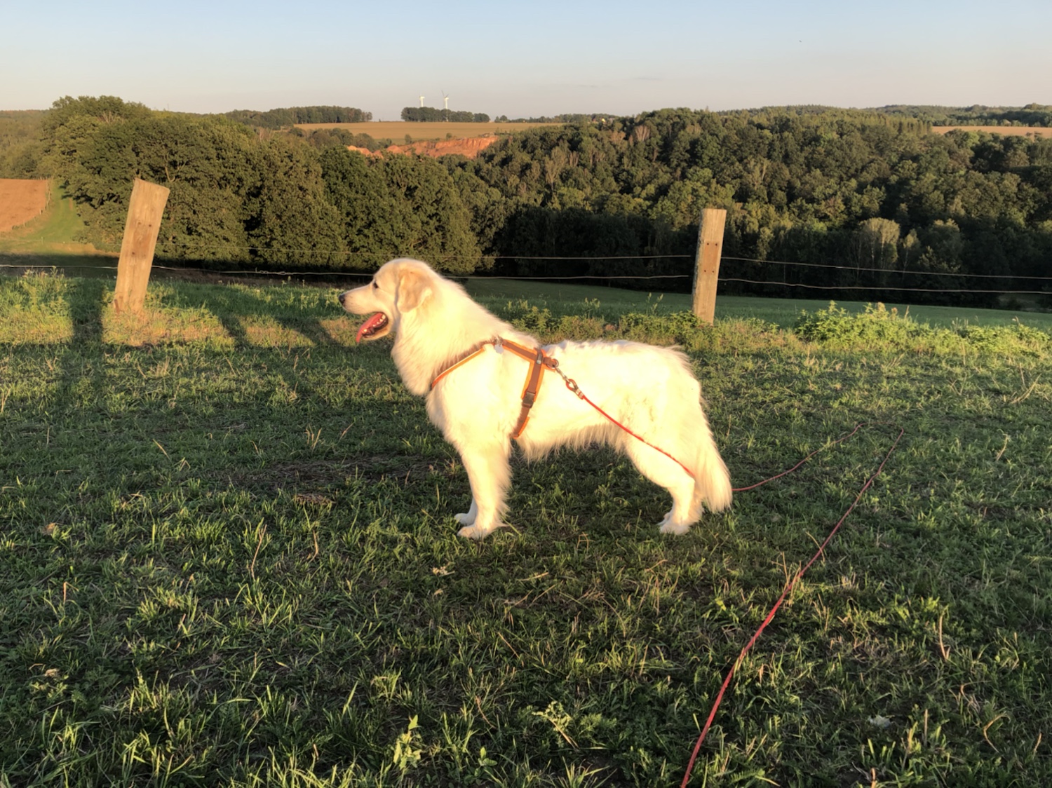 Auf meiner großen Feldwiese