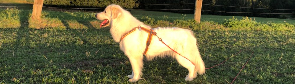 Auf meiner großen Feldwiese