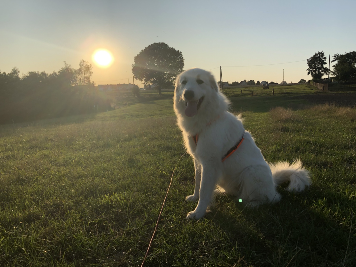 Die Bella beim Abendspaziergang