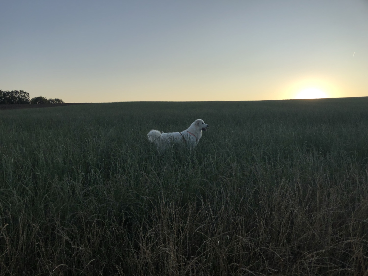 Die Bella im hohen Feldgras