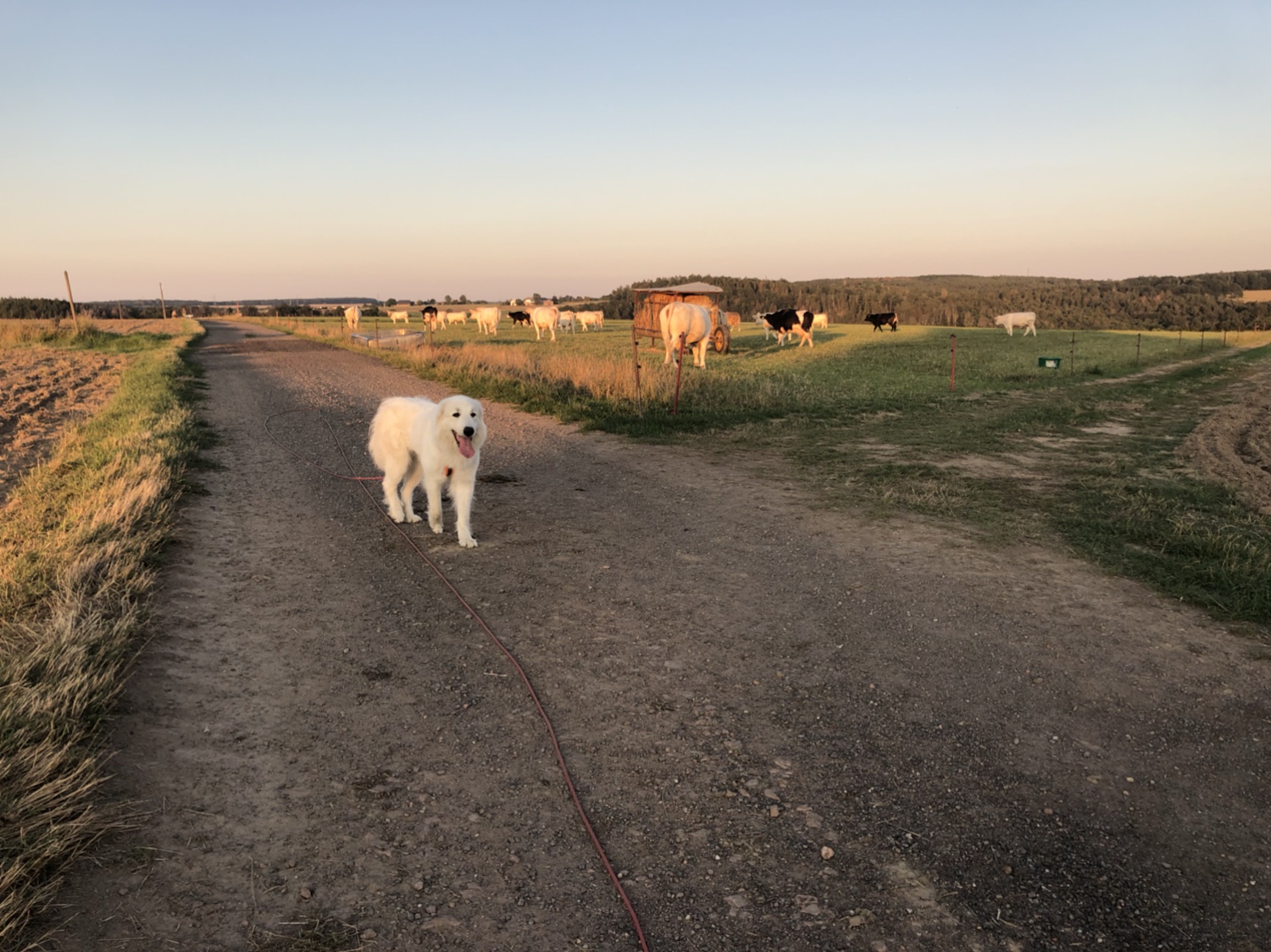 Die Bella und die dicken Kühe