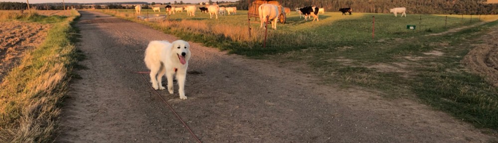 Die Bella und die dicken Kühe