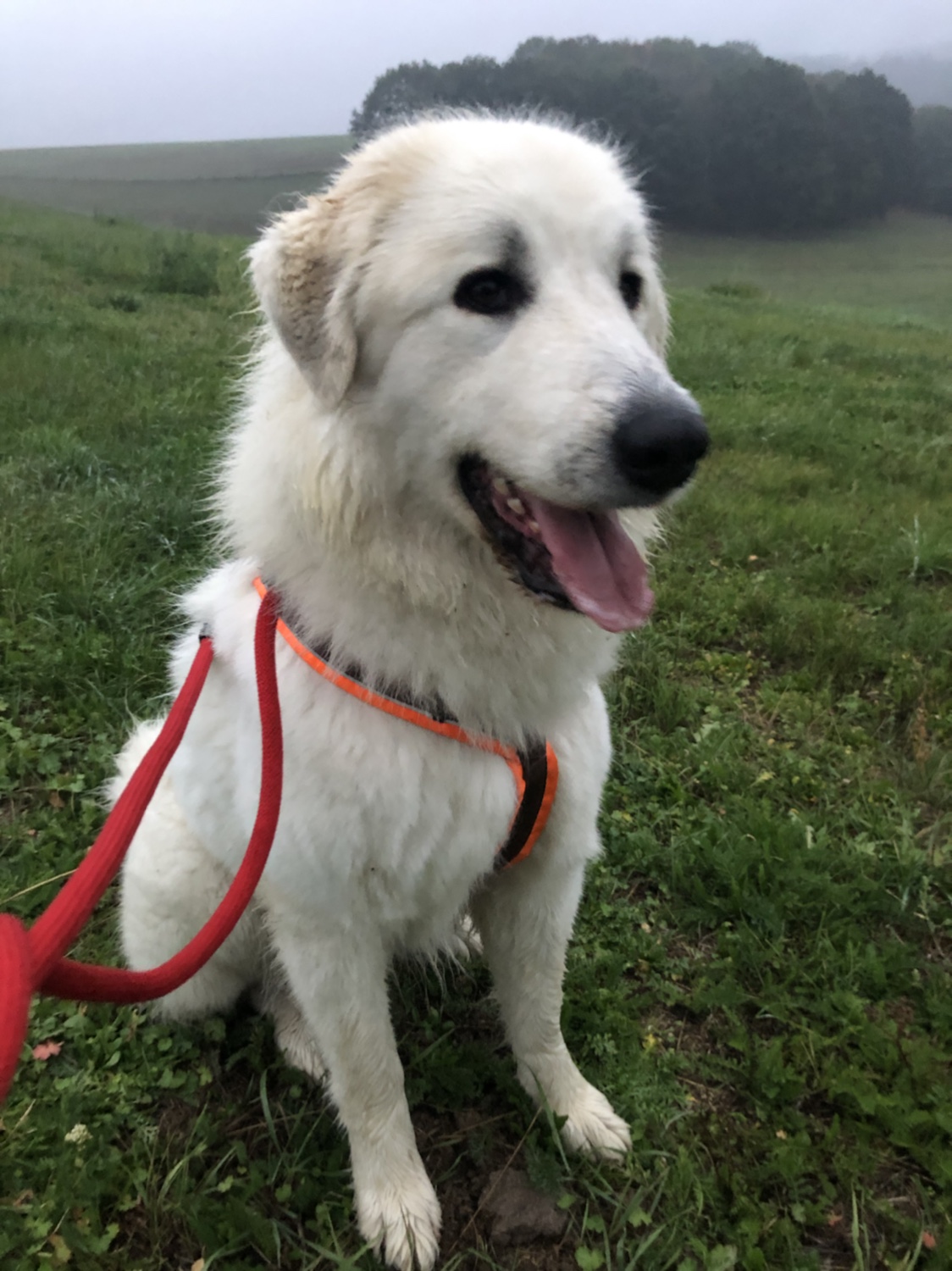 Abendspaziergang mit meiner großen Menschin