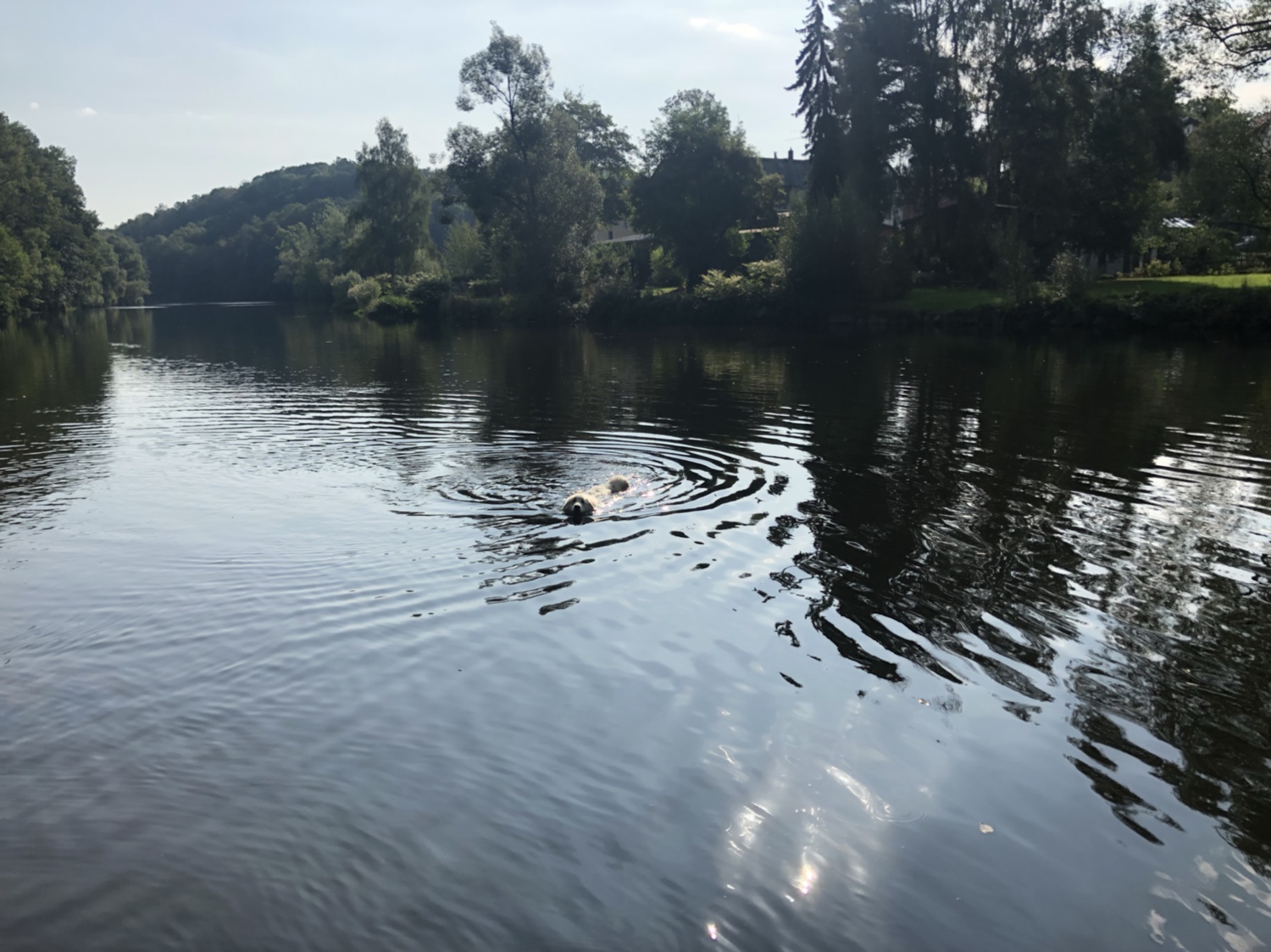 Jajajajajaaa! Die Bella kann schwimmen!