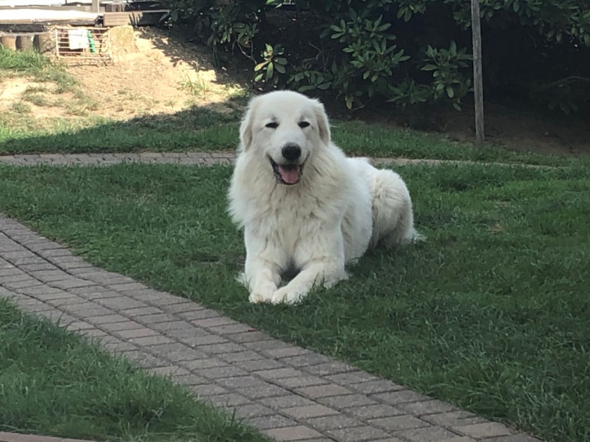 In meinem Garten