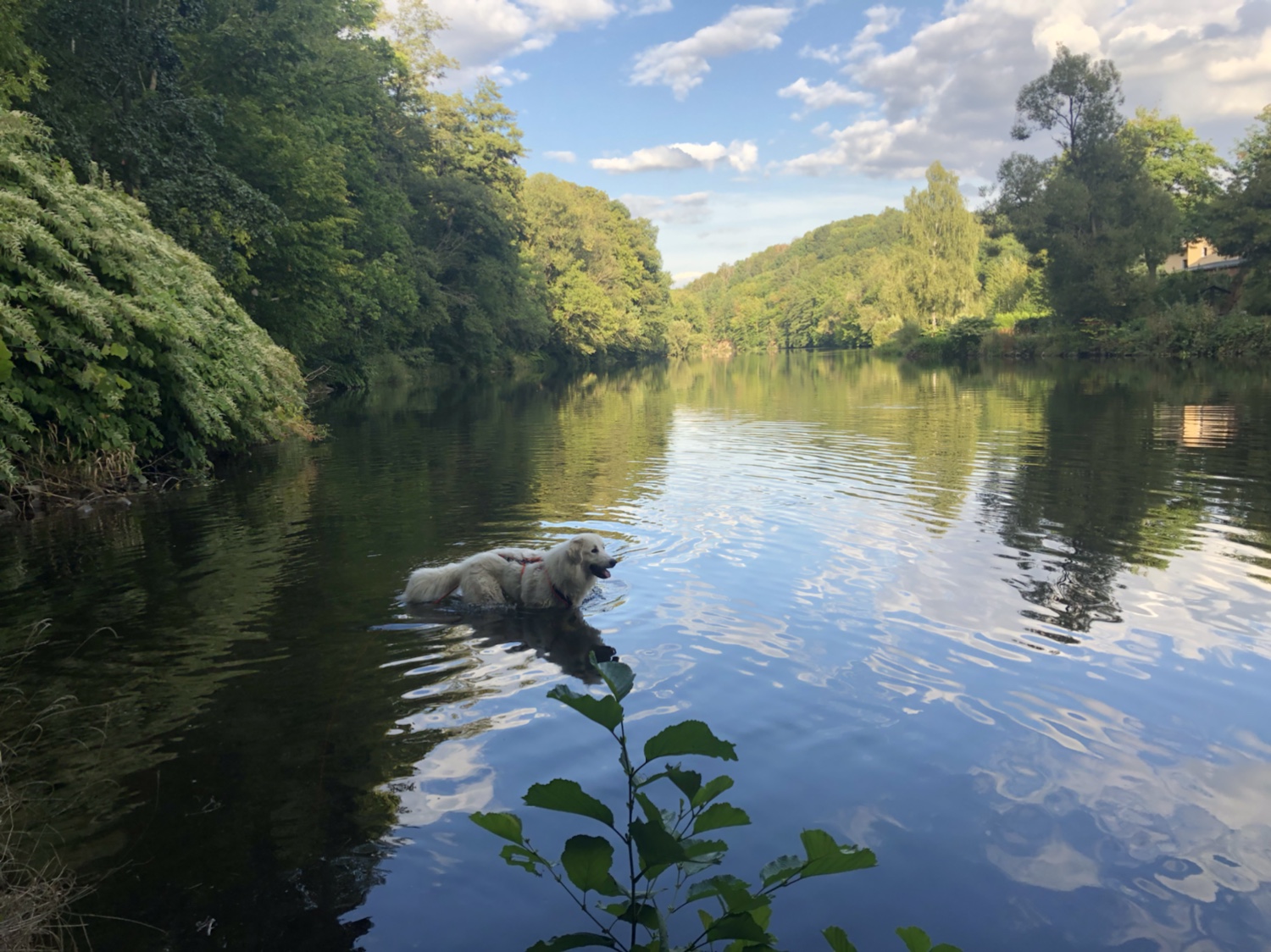 Die Bella geht wieder baden