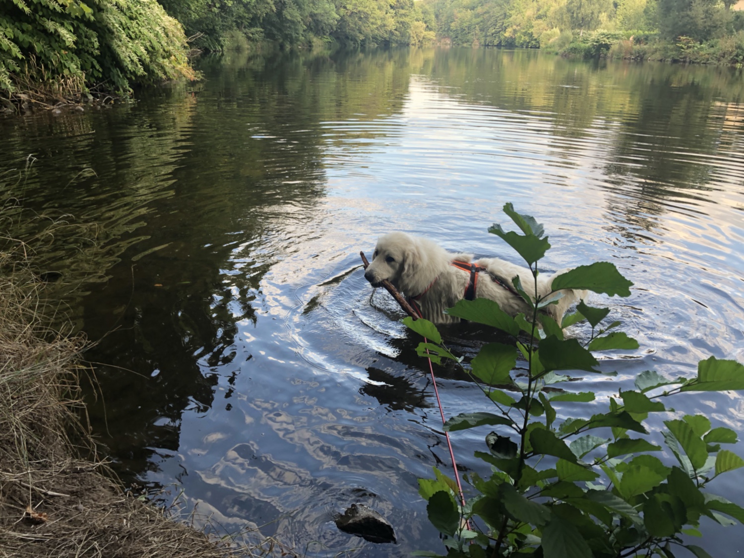 Stöckchen gerettet!