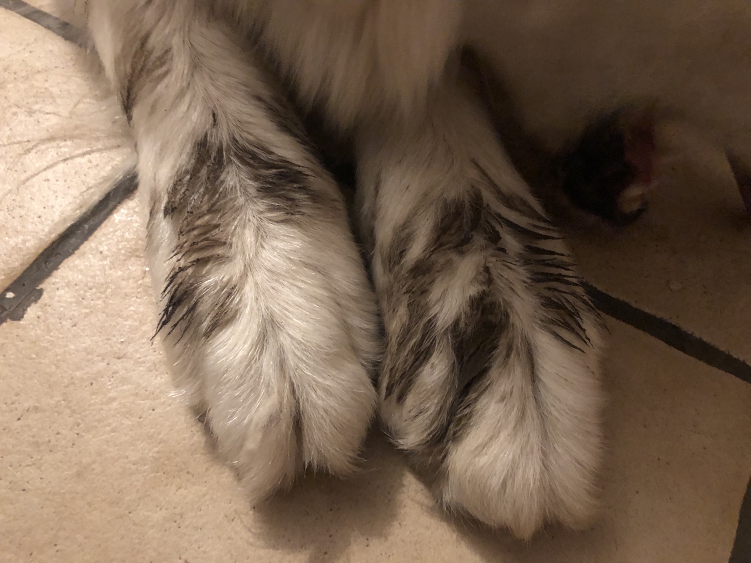 Die Bella hat sich ihre Pfötchen „bemalt“. Die Menschenschwestern malen sich auch manchmal schöne Finger.