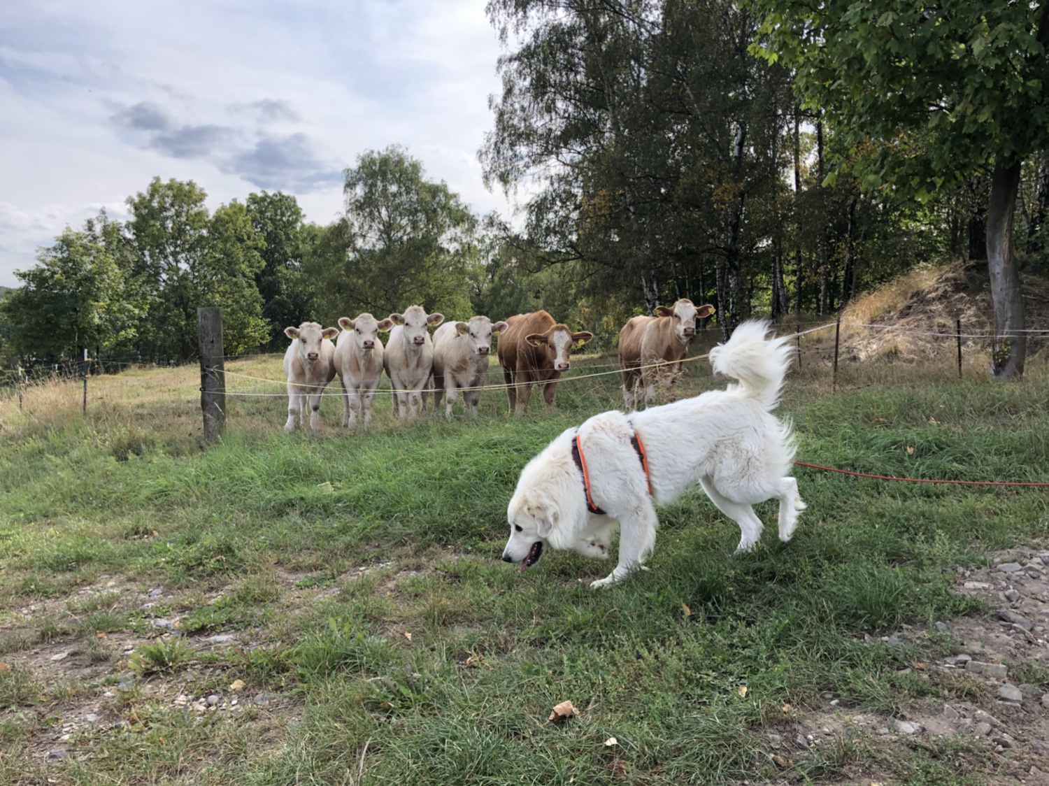 Die Bella bei den Babyrindviehchern, Kälber genannt