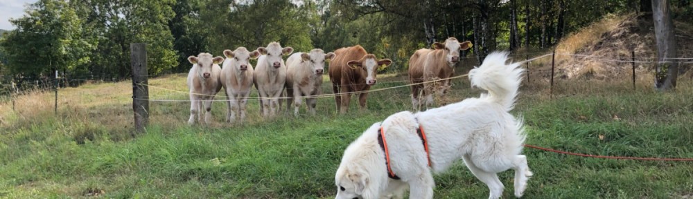 Die Bella bei den Babyrindviehchern, Kälber genannt