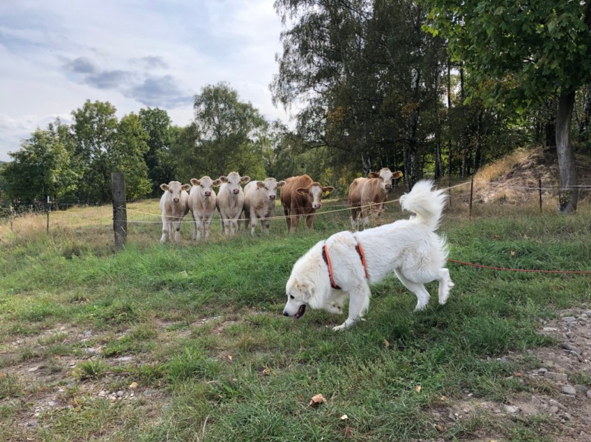 Die Bella bei den Babyrindviehchern, Kälber genannt