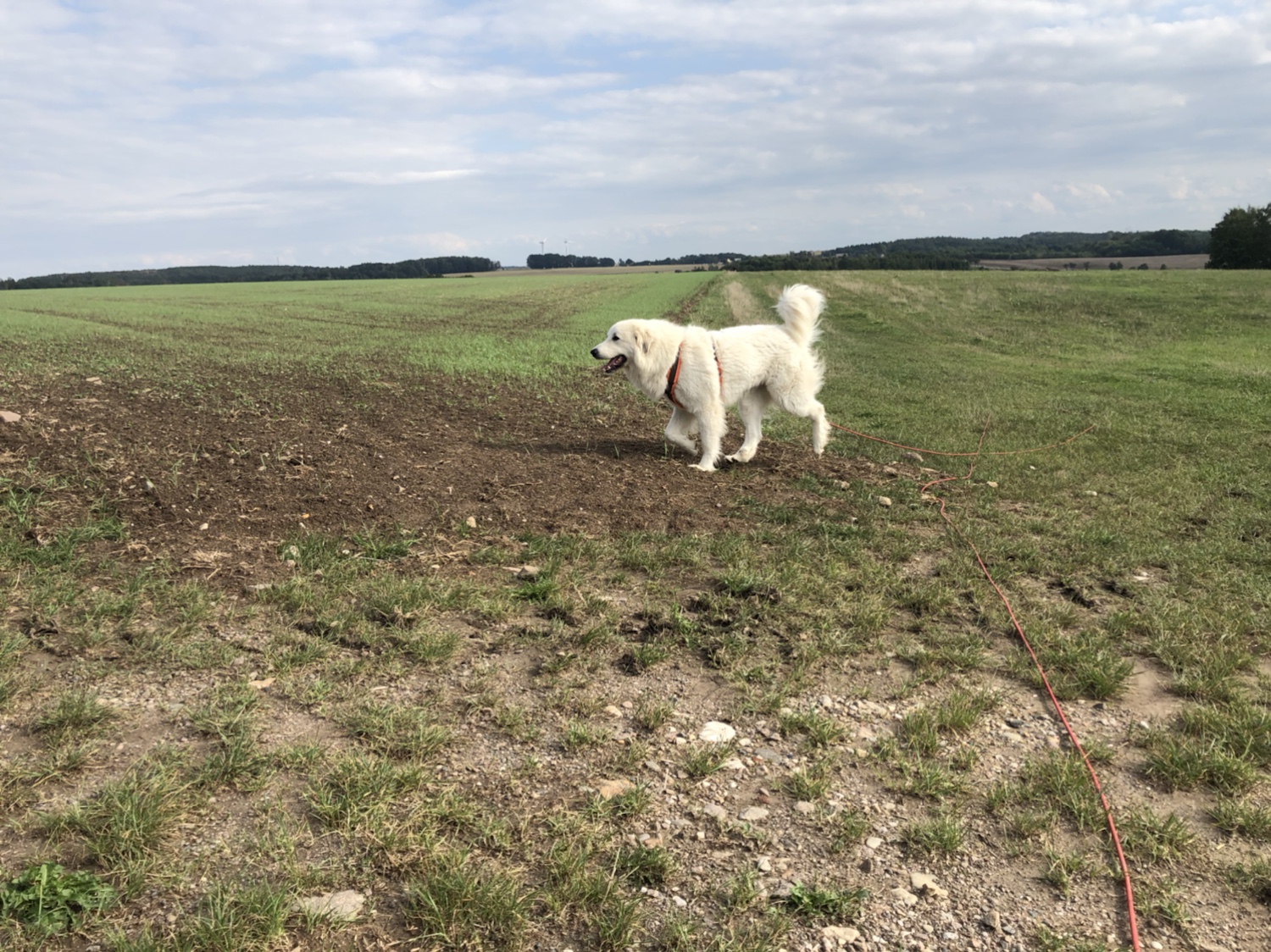 Die Bella geht mit ihrem großen Mensch spazieren.