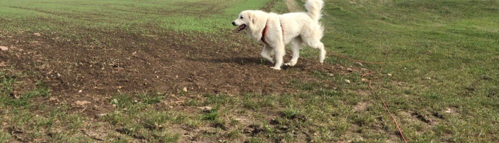 Die Bella geht mit ihrem großen Mensch spazieren.