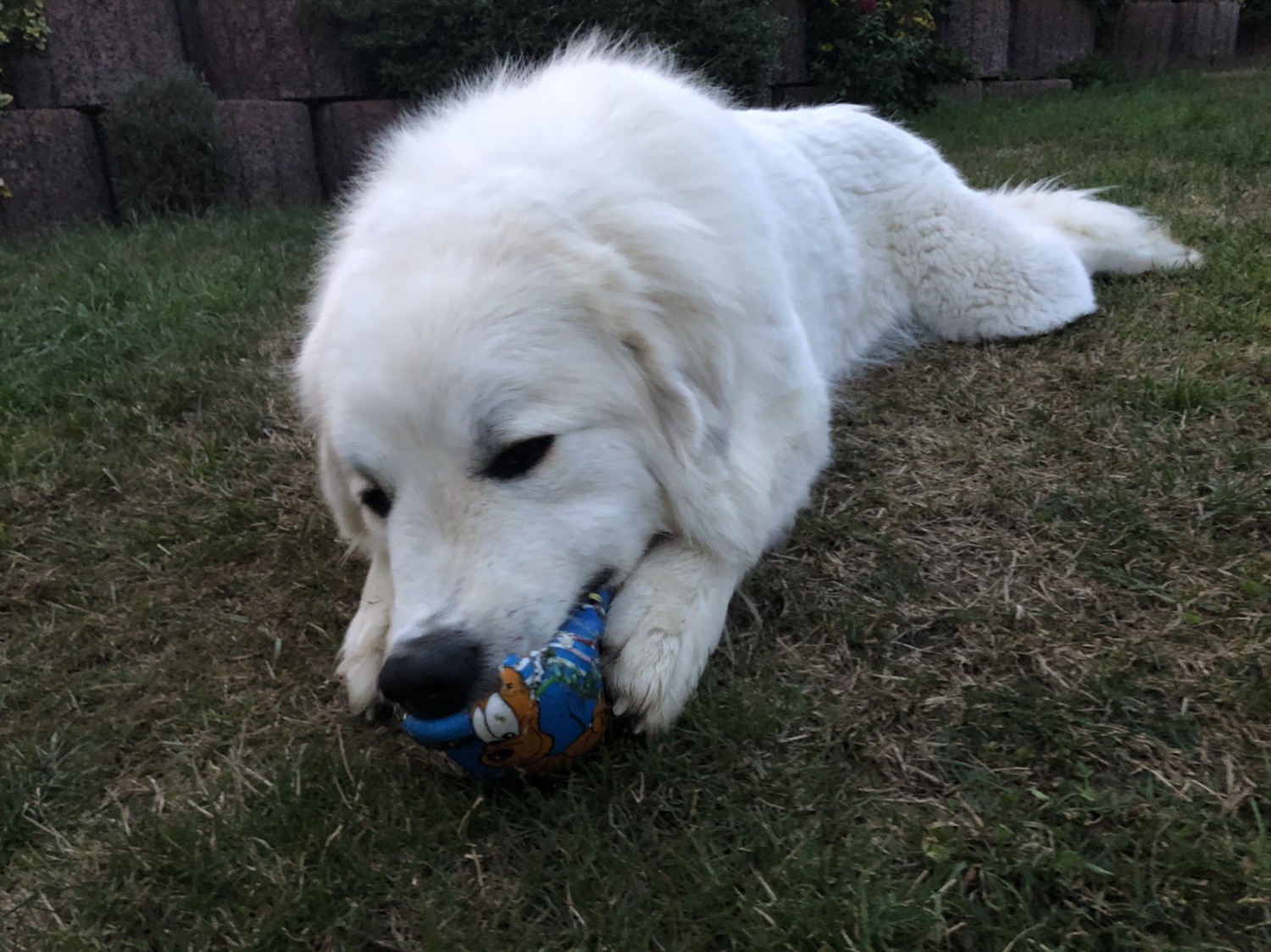 Die Bella spielt mit ihrem Ball