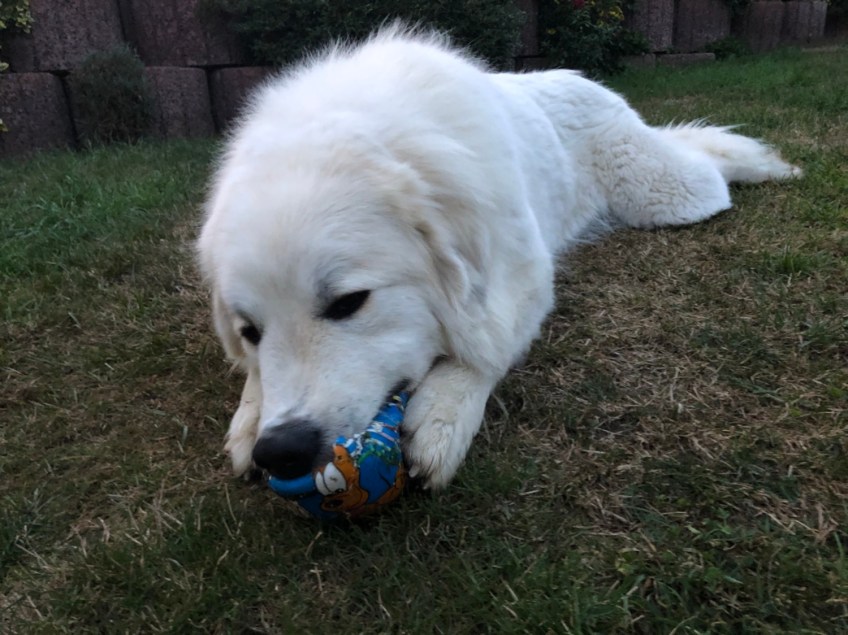 Die Bella spielt mit ihrem Ball
