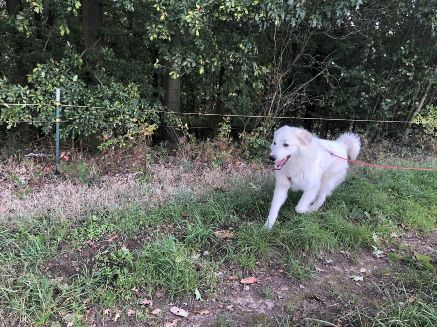 Die Bella flitzt am Waldrand lang