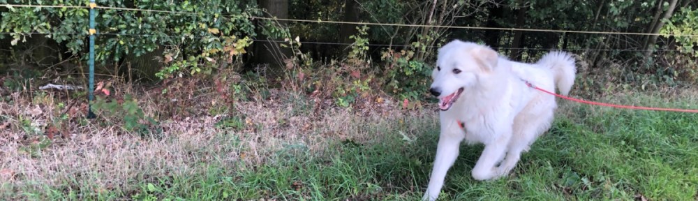 Die Bella flitzt am Waldrand lang