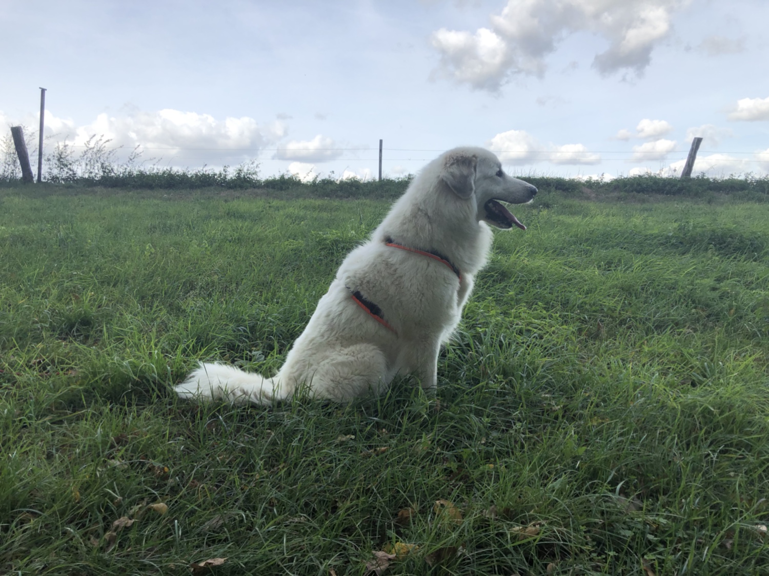 Pyrenäenberghündin, sehr herdenschutztriebig, sehr schön, sehr lieb, sitzend 🐶😂🐶