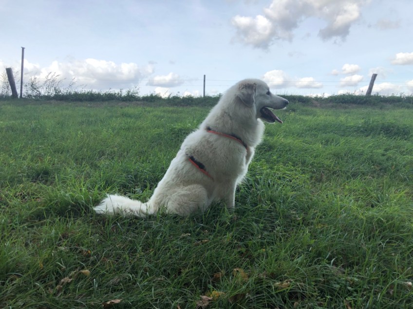 Pyrenäenberghündin, sehr herdenschutztriebig, sehr schön, sehr lieb, sitzend 🐶😂🐶