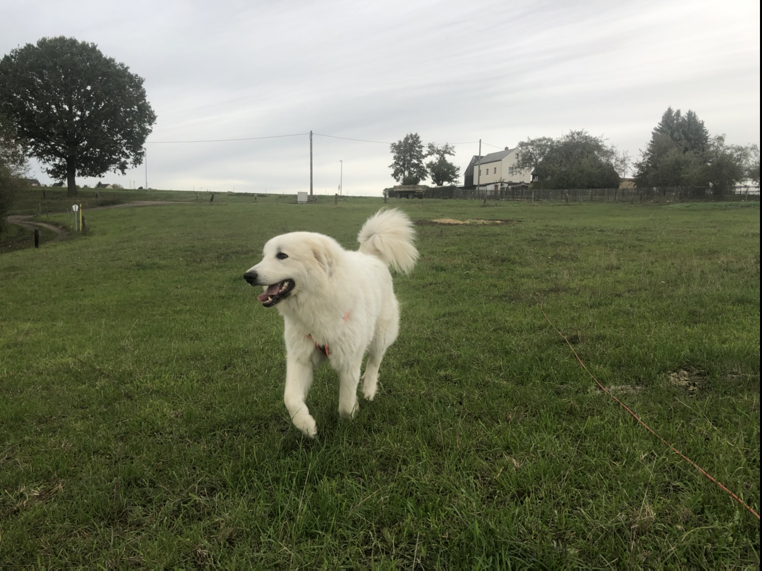 … da bin ich 🐶😄!