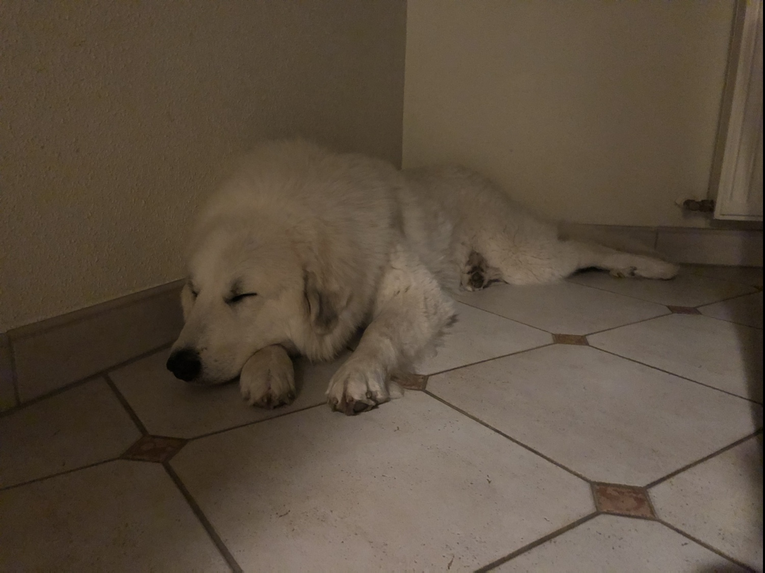 Die Bella sagt schon mal Gute Nacht!