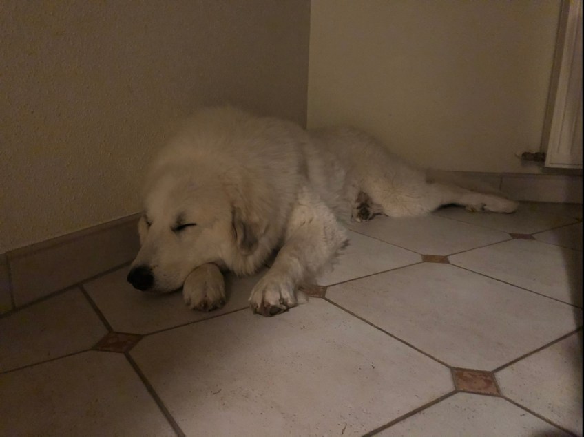 Die Bella sagt schon mal Gute Nacht!