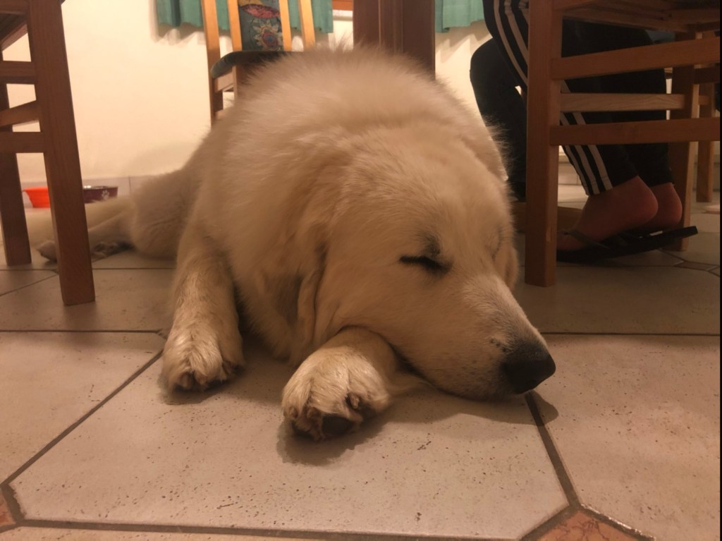 Die Bella sagt Gute Nacht!