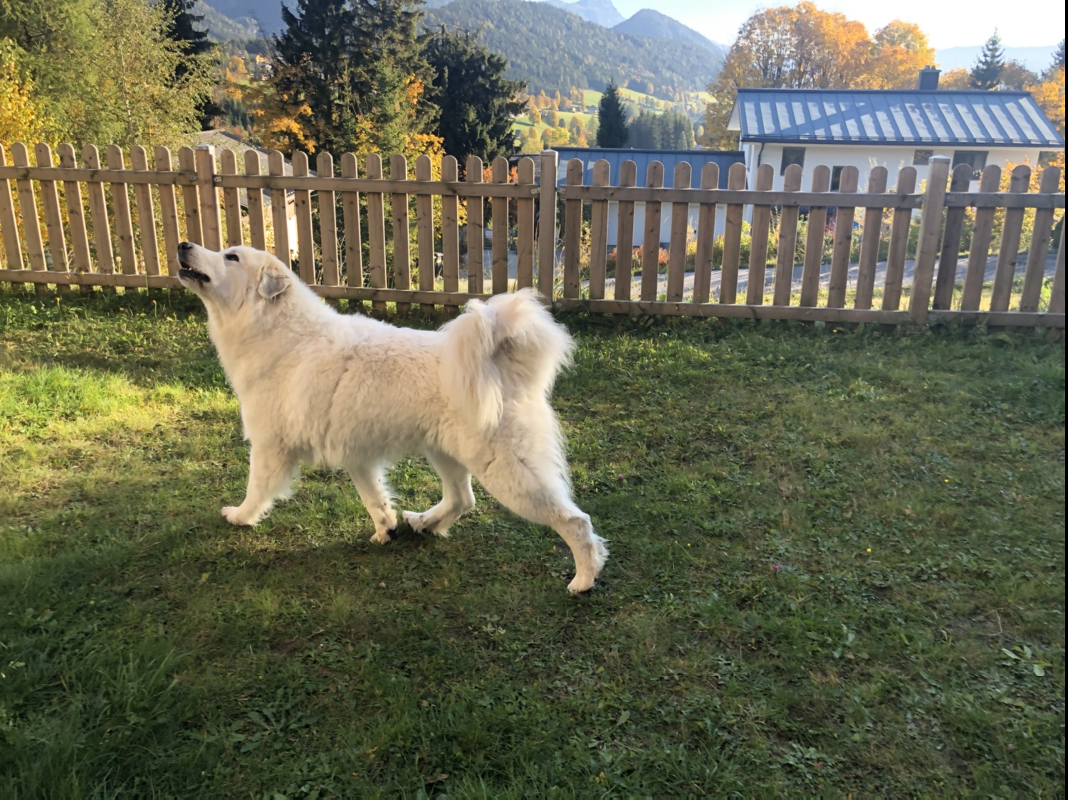 Die Bella will mal zu dem Sam hoch