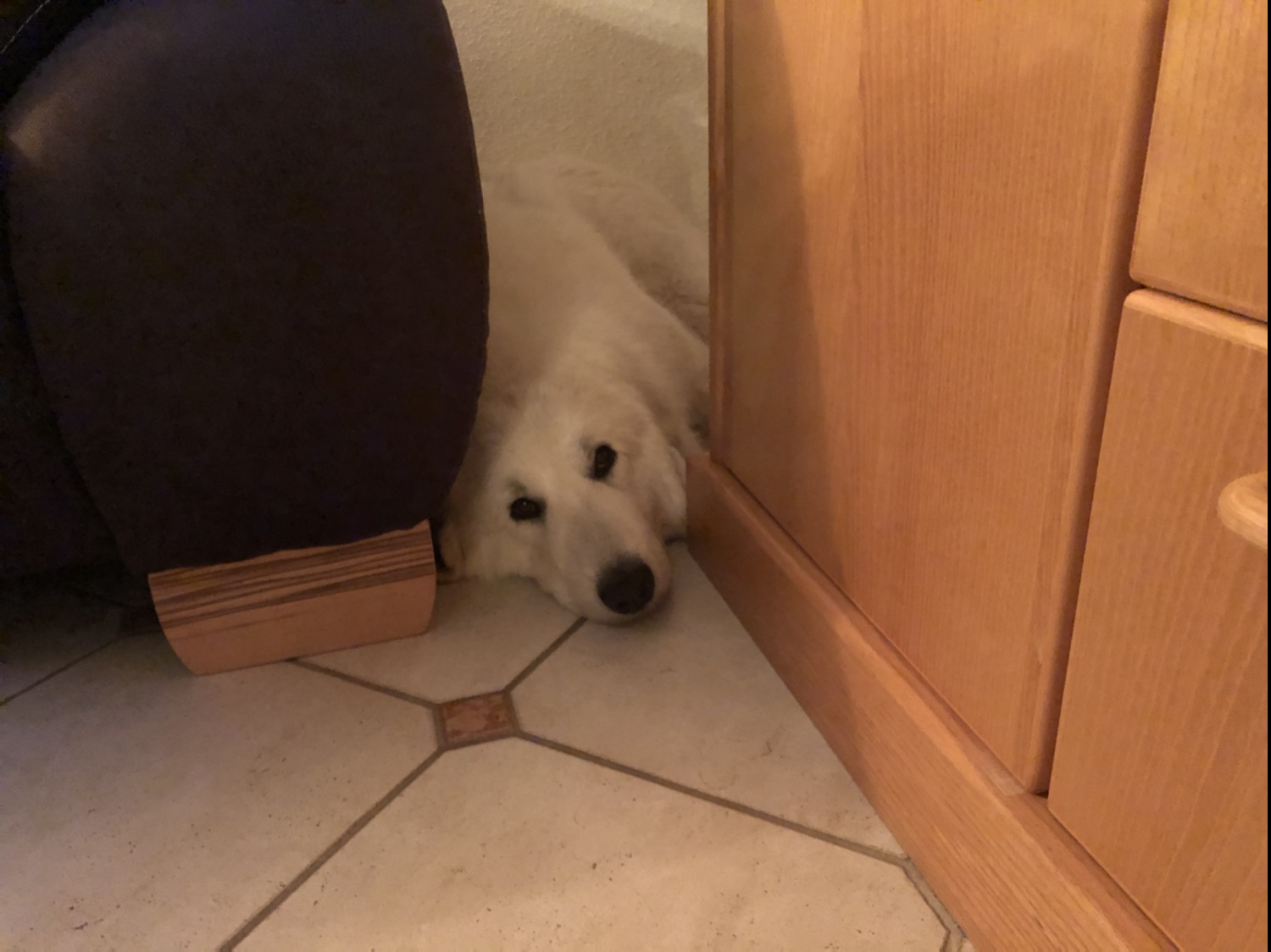 Die Bella in der Sofaschlummerecke