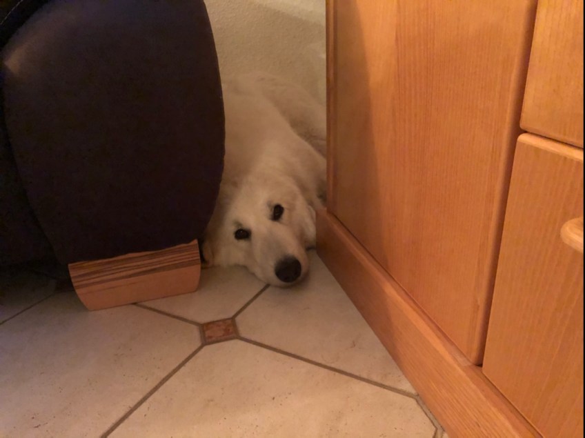 Die Bella in der Sofaschlummerecke