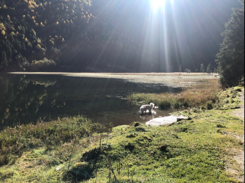 Die Bella im Steirischen Bodensee