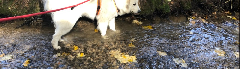 … und geht ihre Pfötchen kühlen