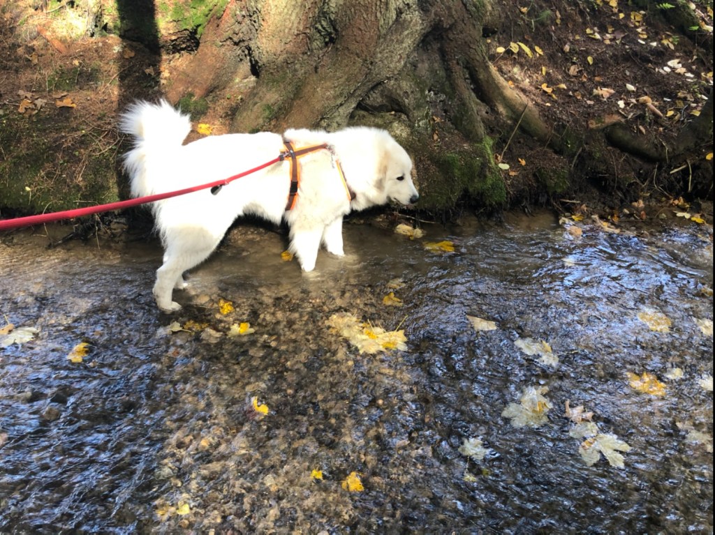 … und geht ihre Pfötchen kühlen