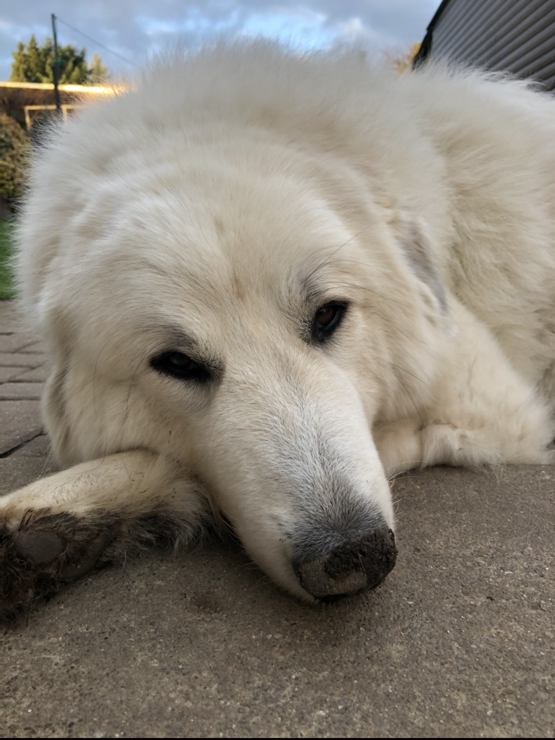 Ich warte auf meinen großen Mensch