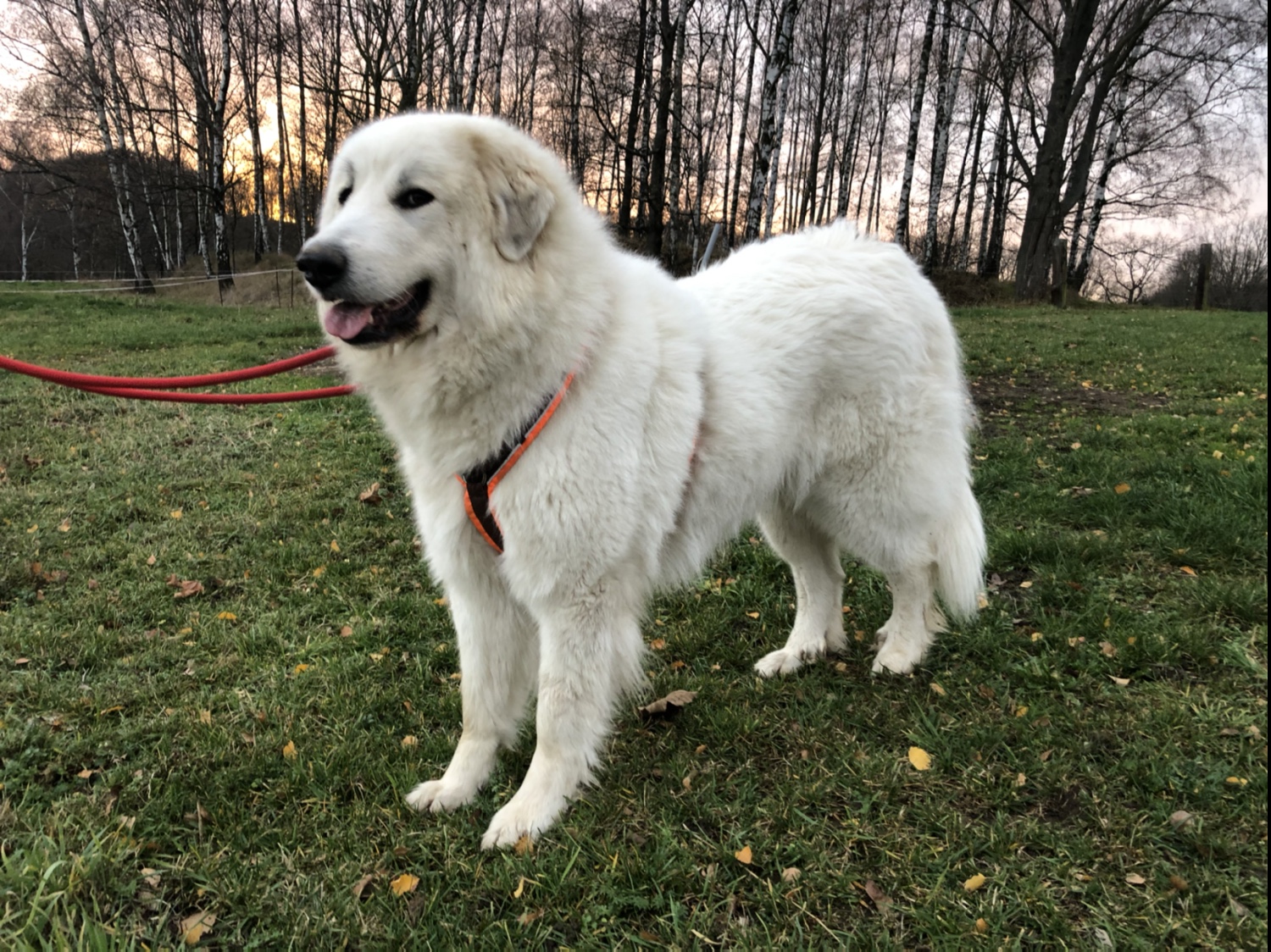 Mit meiner großen Menschin auf meiner großen Feldwiese