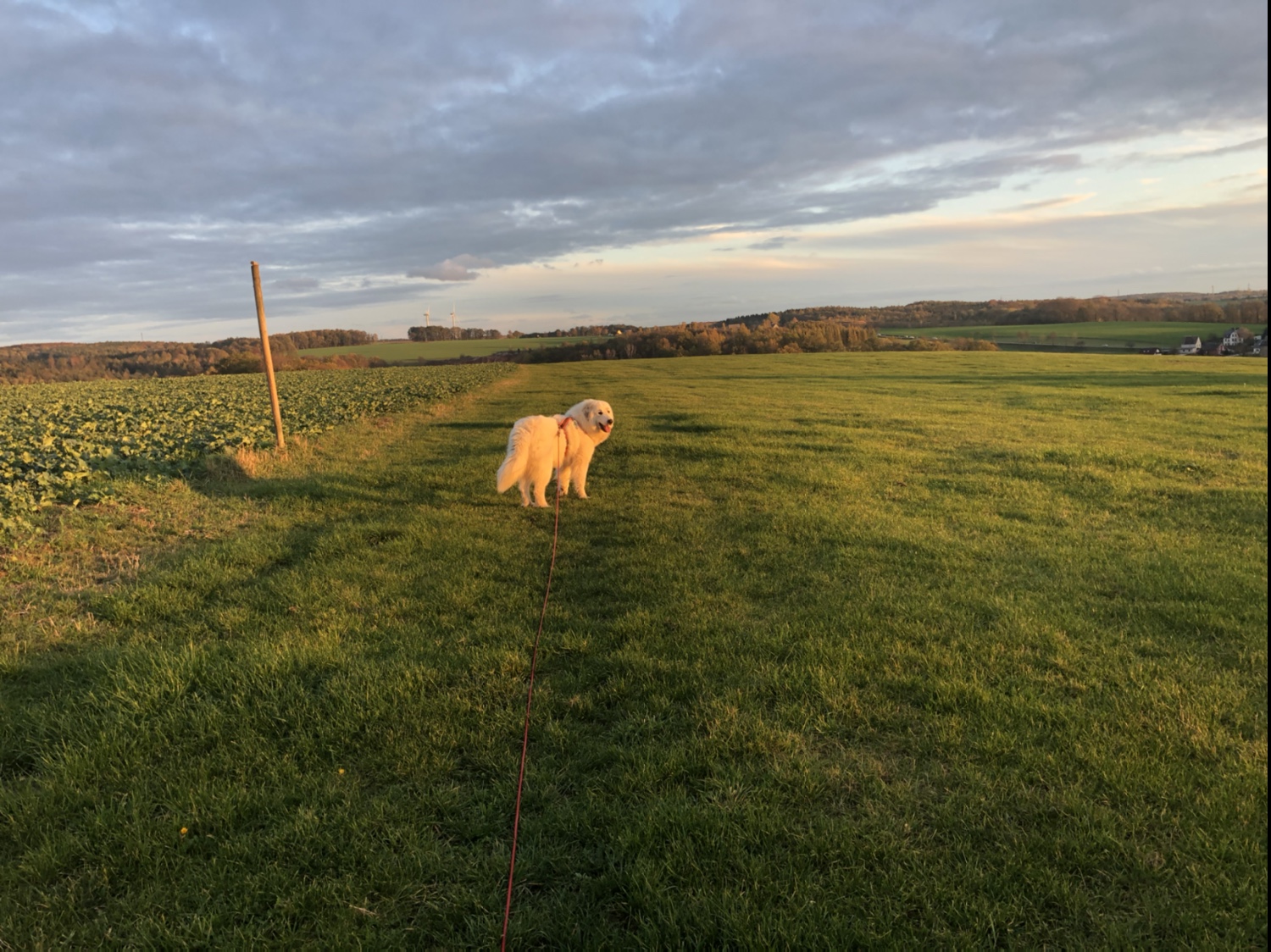 Die Bella geht spazieren auf ihrer großen Feldwiese