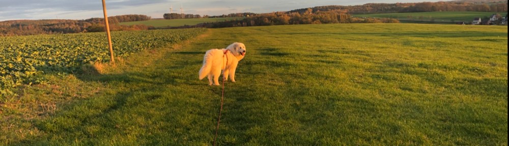 Die Bella geht spazieren auf ihrer großen Feldwiese
