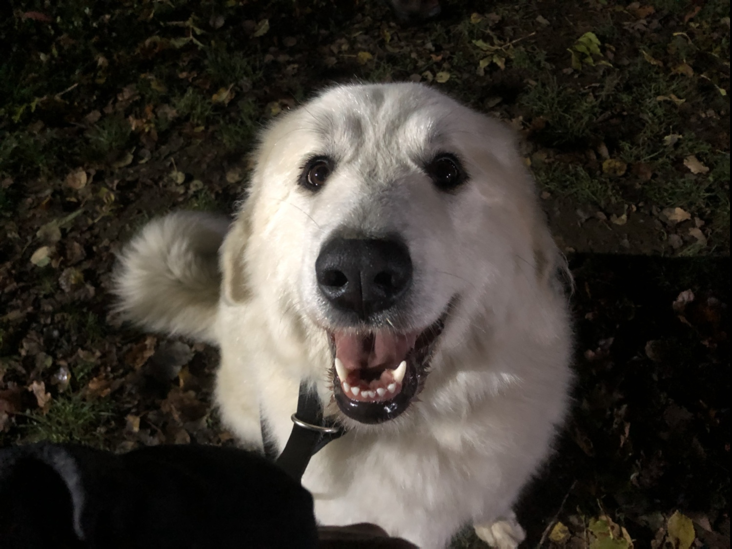 Das ist mein "Ich-bekomme-jetzt-was!-Jetzt-bekomme-ich-doch-was?"-Blick. Der funktioniert!