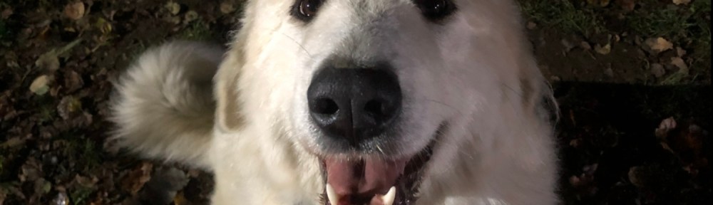 Das ist mein "Ich-bekomme-jetzt-was!-Jetzt-bekomme-ich-doch-was?"-Blick. Der funktioniert!