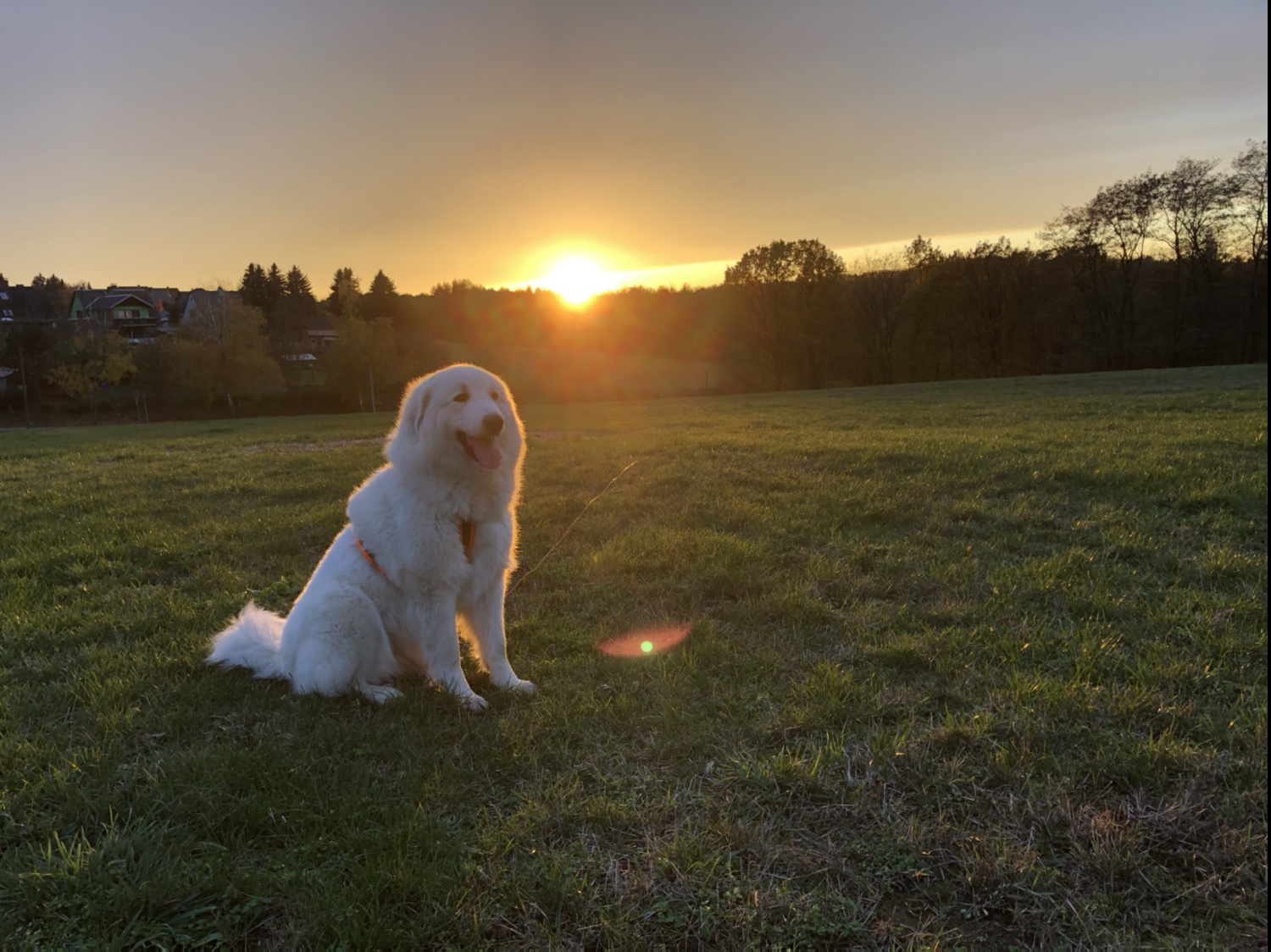 Bellas Sonnenuntergang 🐶🥰👸🏼