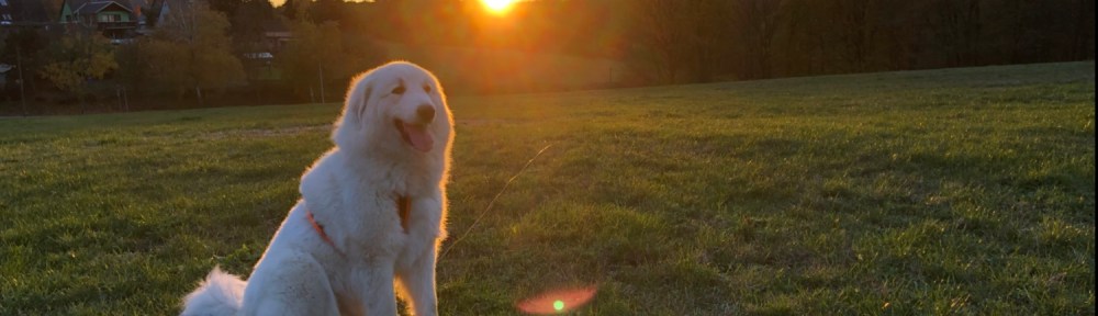 Bellas Sonnenuntergang 🐶🥰👸🏼