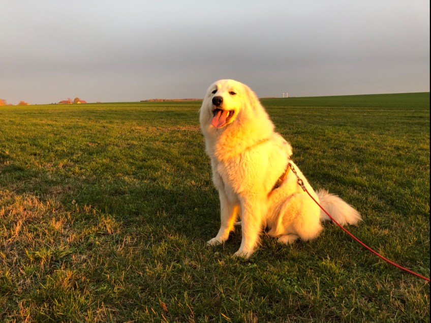 Jetzt bin ich eine vergoldete Pyri 🐶😂👸🏼